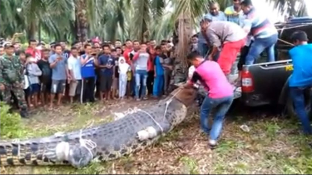 Crocodile