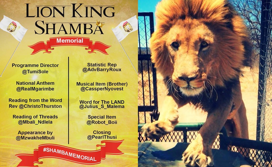 Shamba The Lion