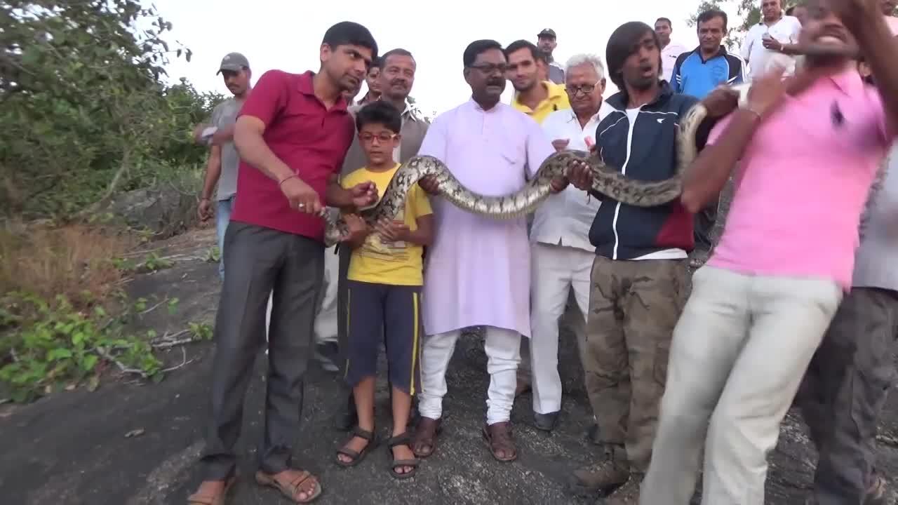 Python Selfie Nearly Turns To A Fatal Tragedy Video News365 Co Za