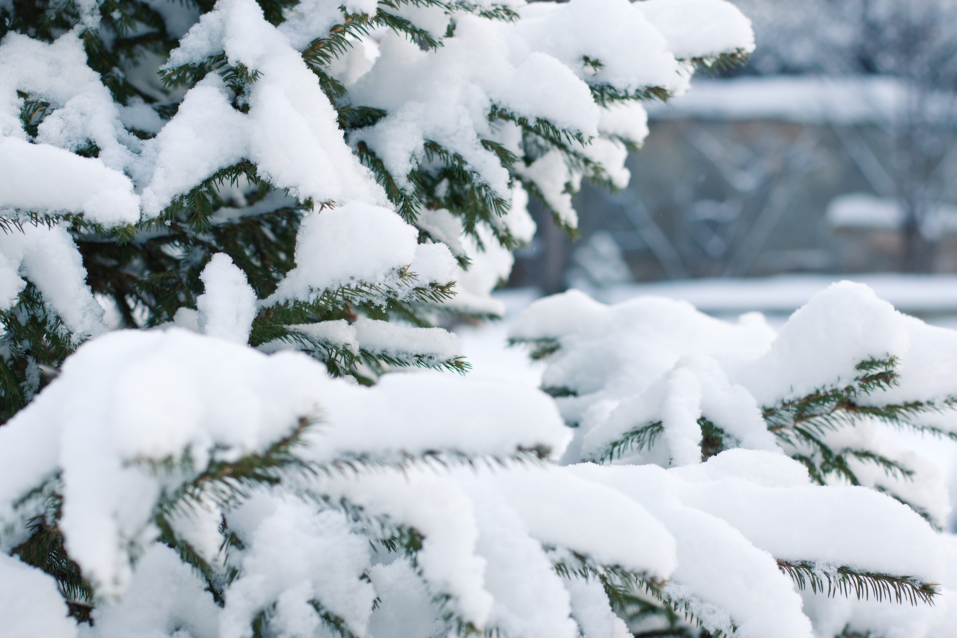 Snow