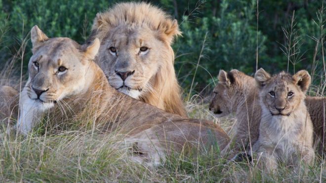 Lions