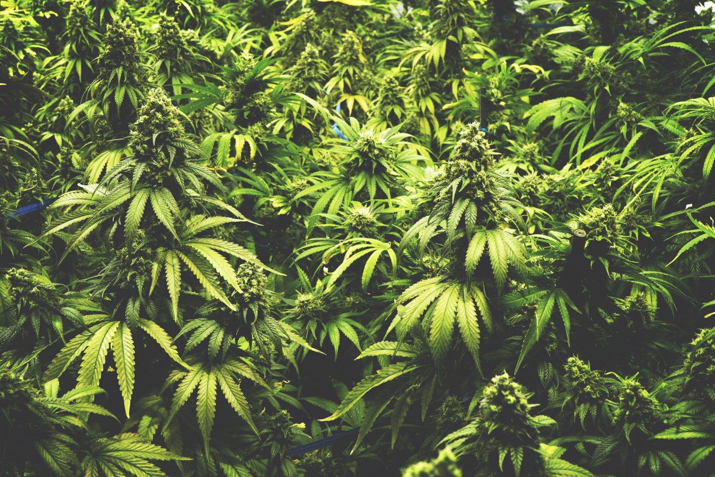 Marijuana