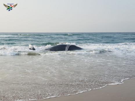 Whale