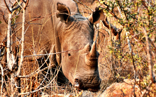 Eight suspected poachers