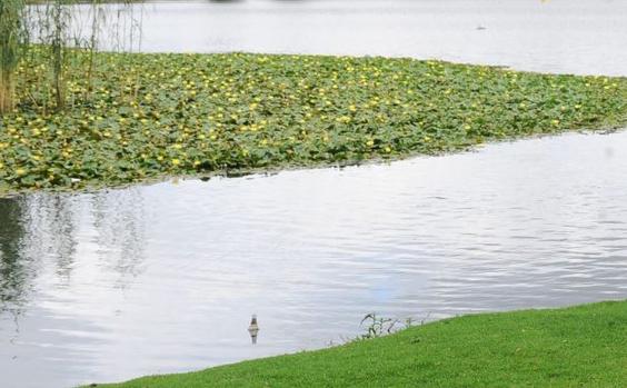Body found floating