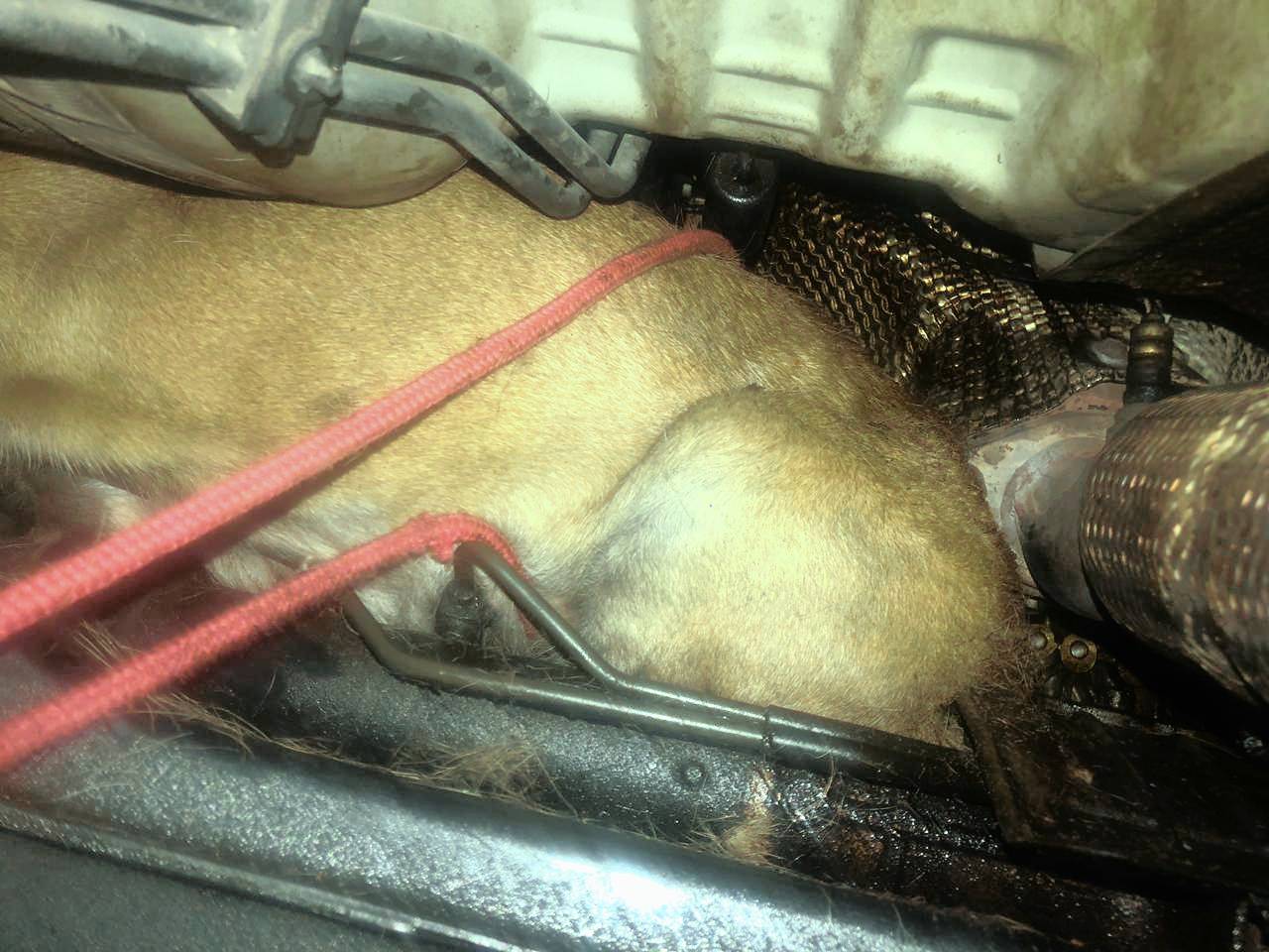 Trapped Dog