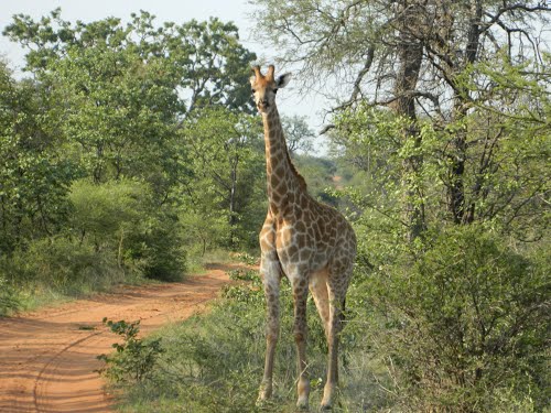 Giraffe