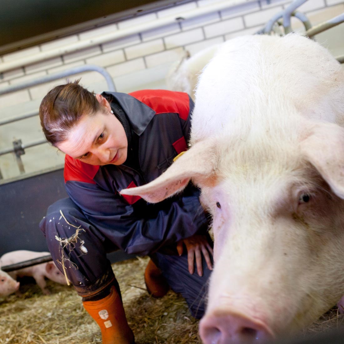 General piggery supervisor