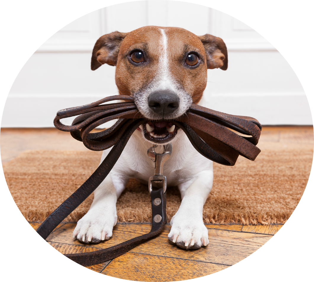 Pet Sitters