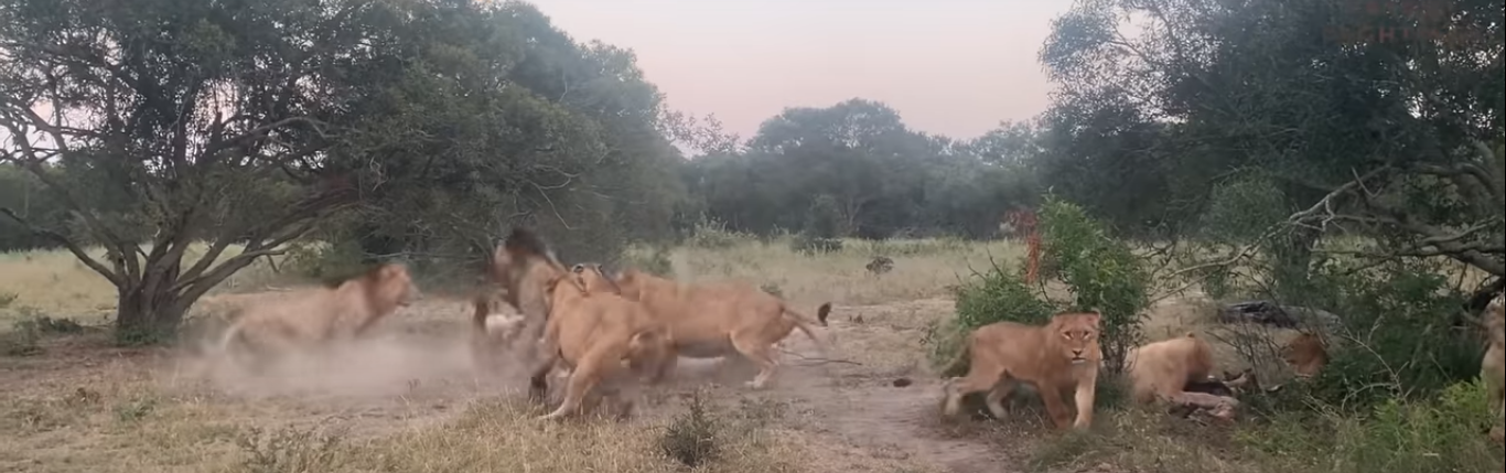 Kruger Lions
