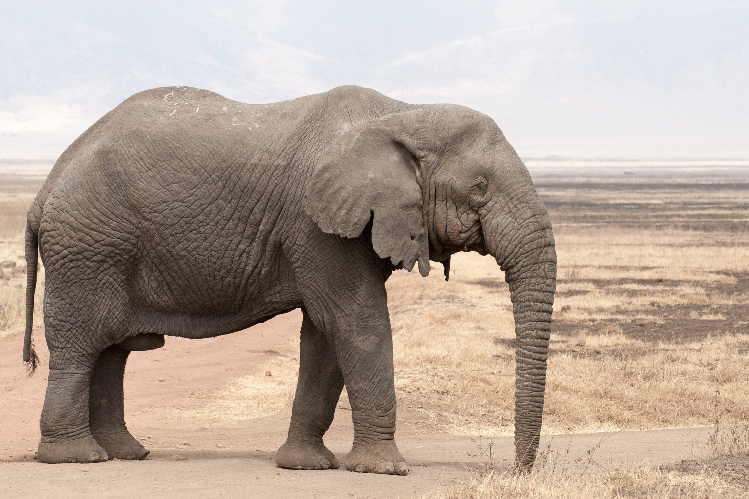 elephant