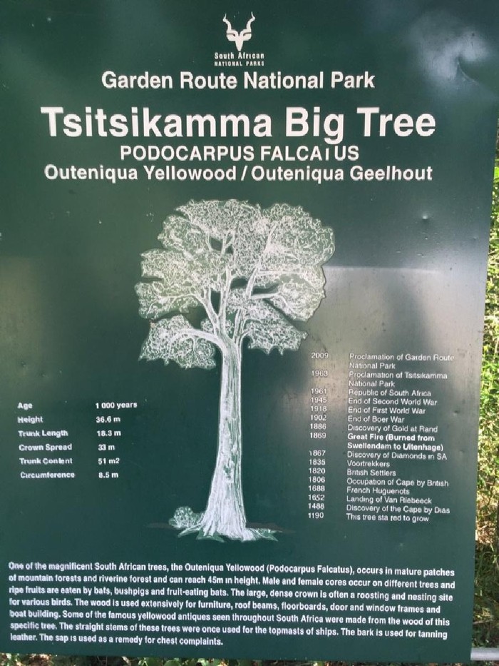 Big Tree in Tsitsikamma’s Garden Route National Park