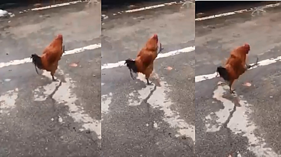 Chicken tip toeing