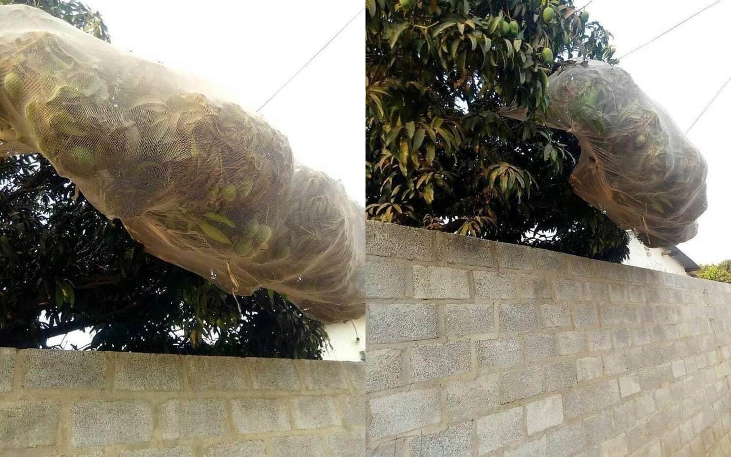 Selfish neighbour exposed for covering avocado tree with a net