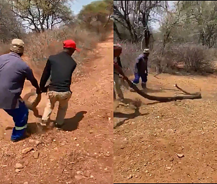 Video of brave SA men dragging a very big snake shocks Mzansi