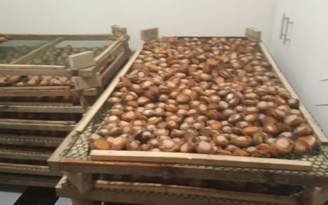 abalone