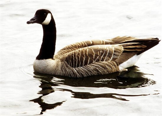 geese