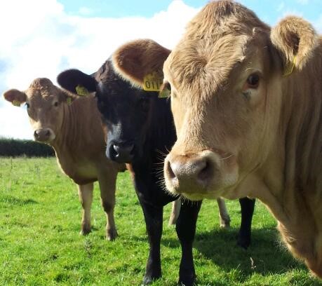 cows