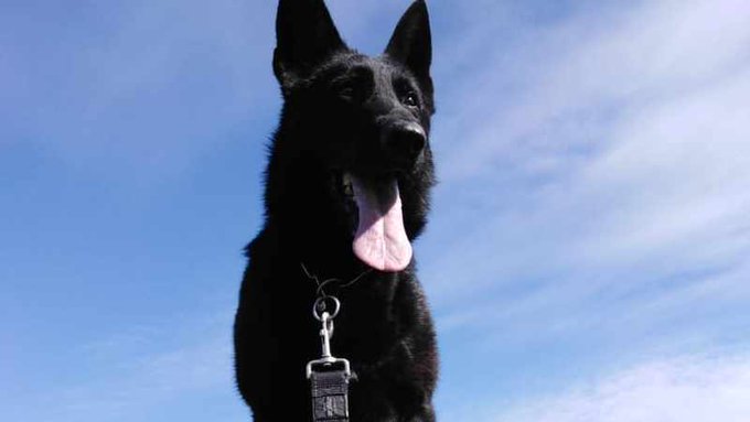 Metro K9 officer Troy