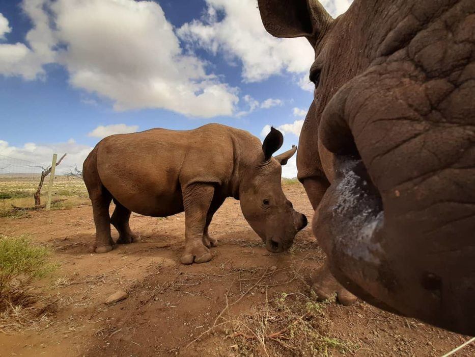 Orphaned rhinos