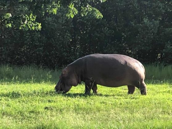 hippopotamus on the loose