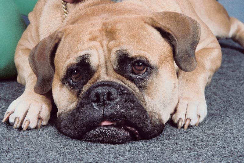 sad-dog