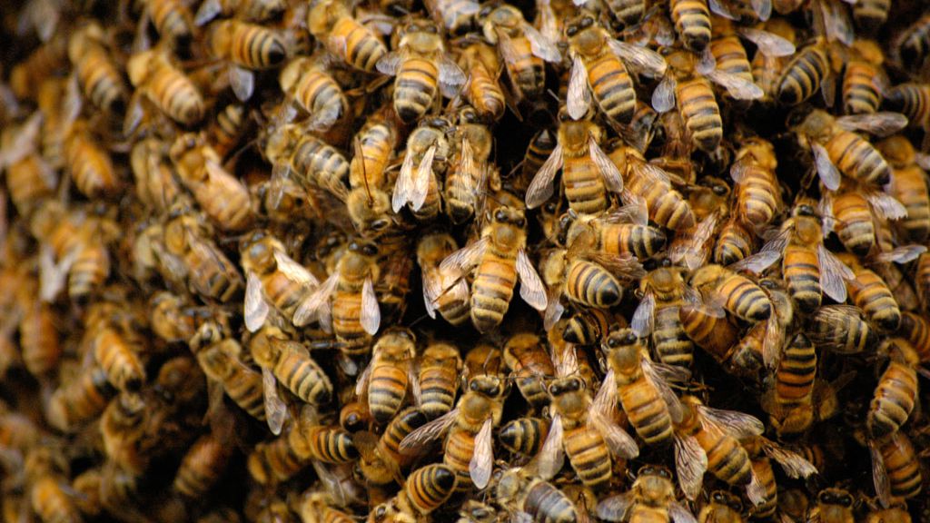 swarm of bees
