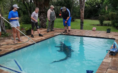 Crocodile removed from North West family's swimming pool