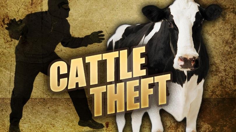 cattle theft