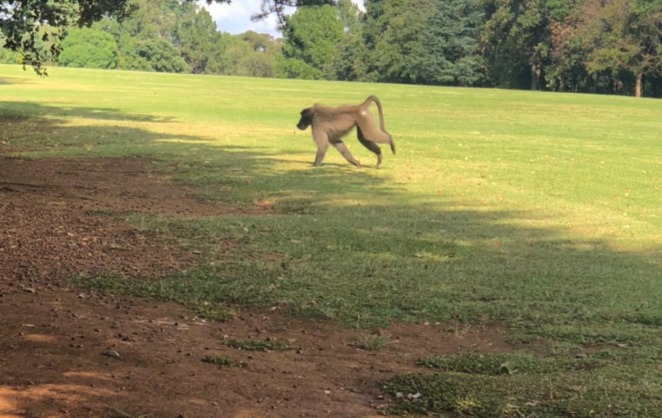 Baboon on the loose in Joburg suburbs