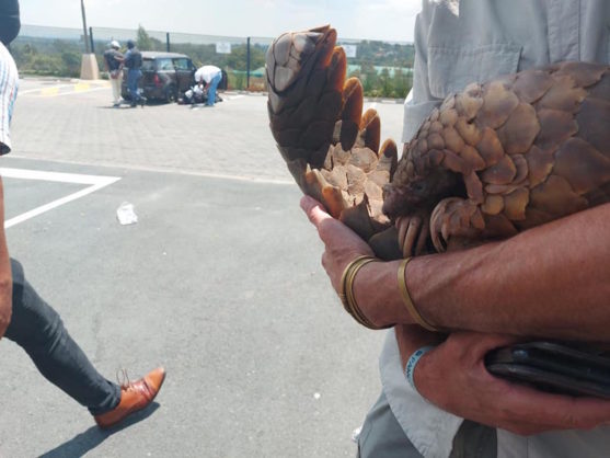 Kya the Pangolin
