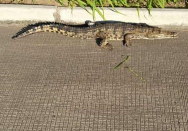 Nile crocodile