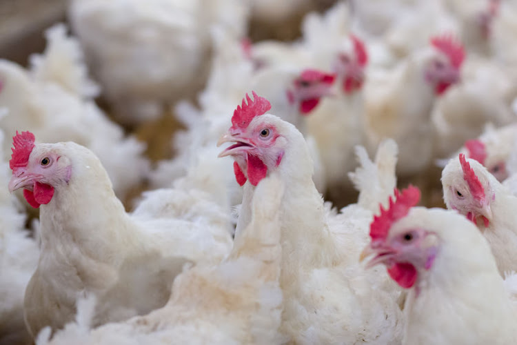 birds die of avian flu