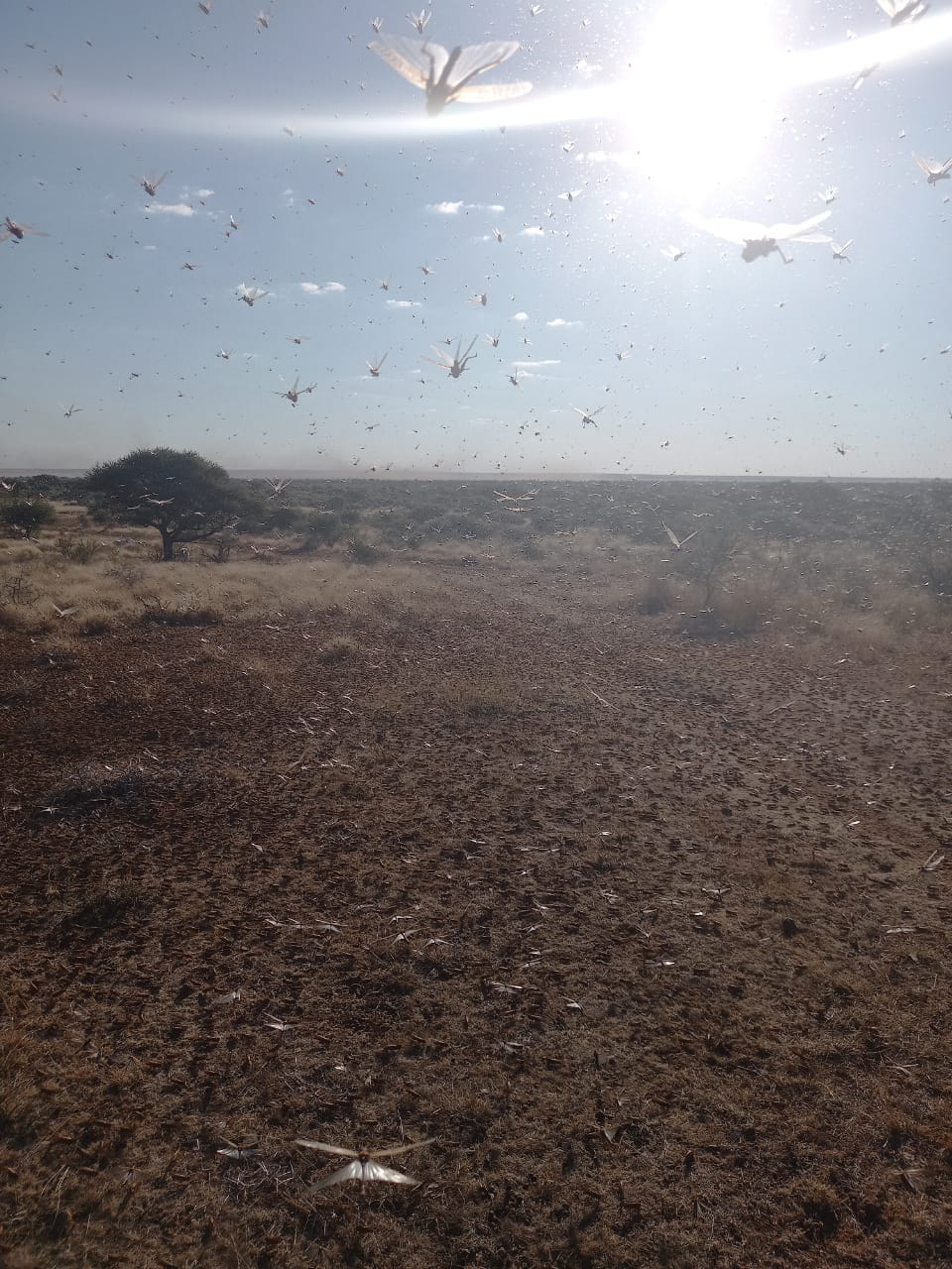 Locust swarms descend on Free State farmers
