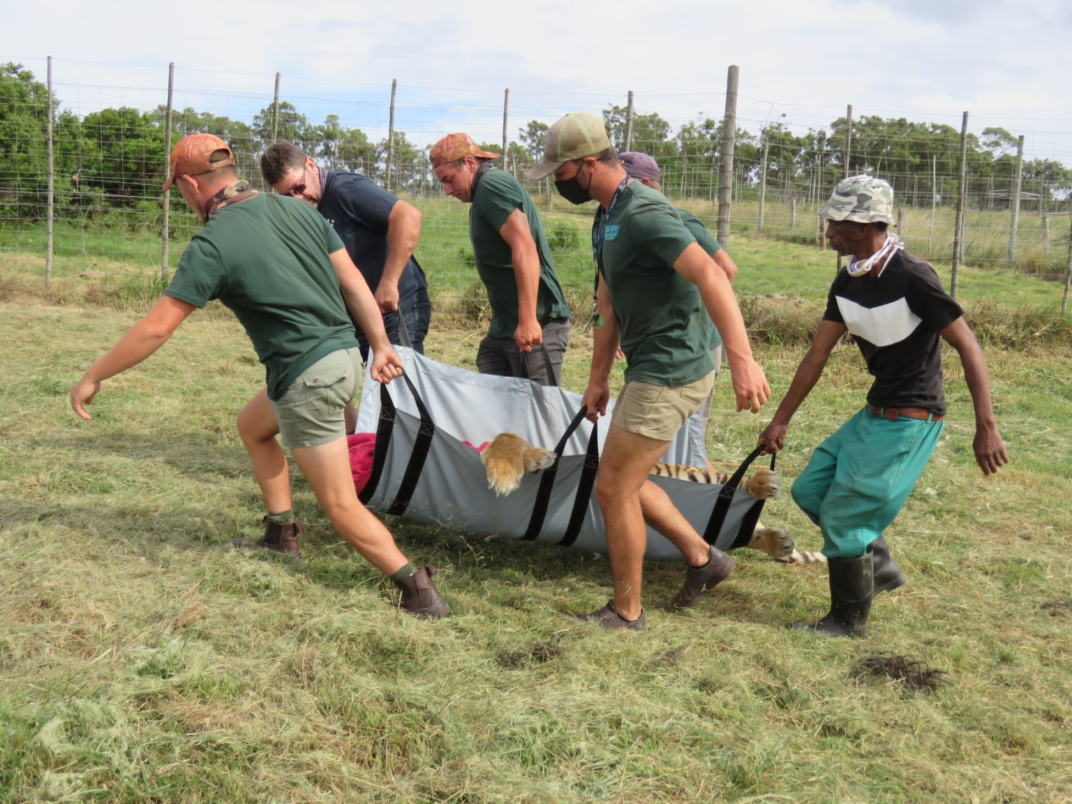 Seaview Predator Park employee attacked and killed by Siberian tiger
