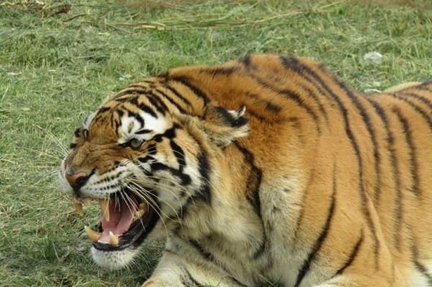 Siberian tiger