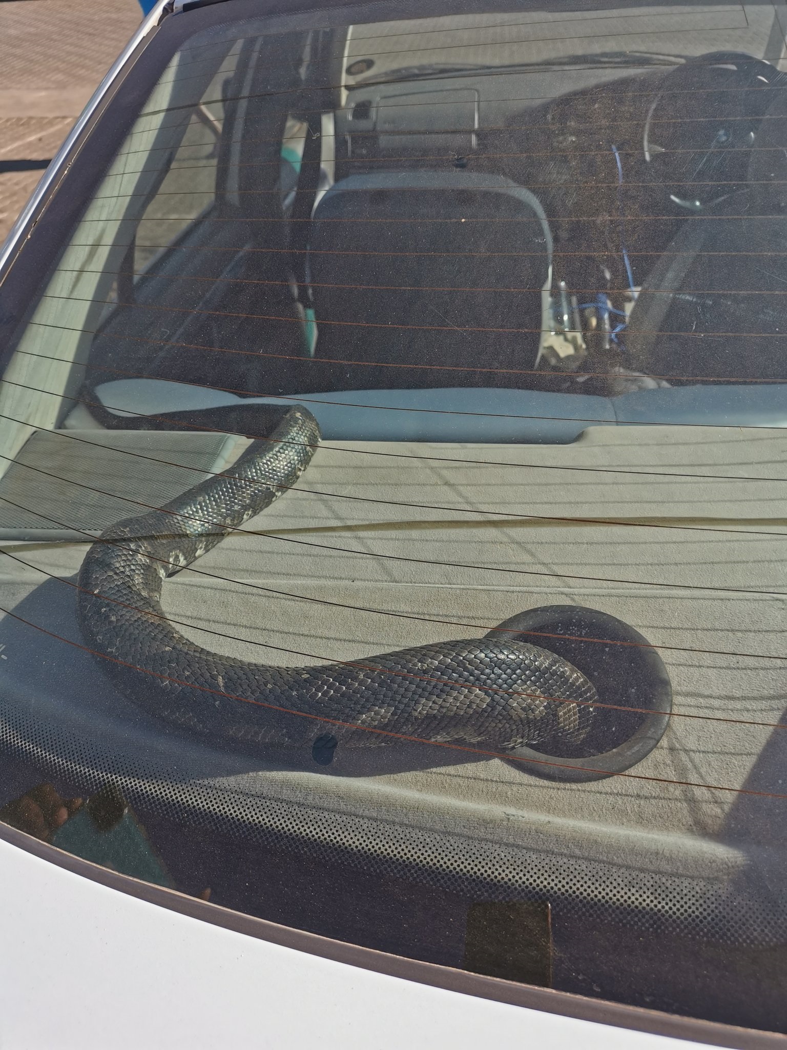 Man with 2 huge snakes causes a stir at Evaton Mall