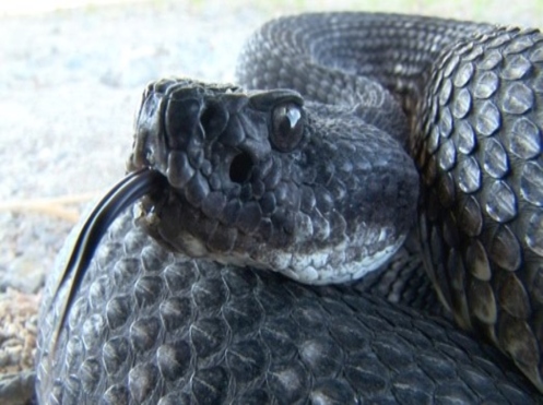 venomous snake