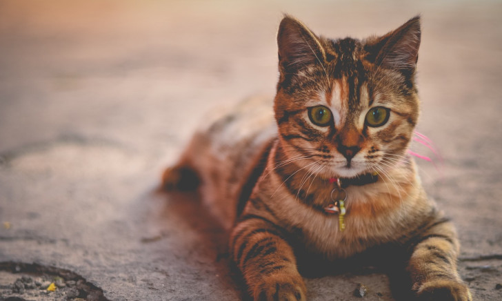 cat