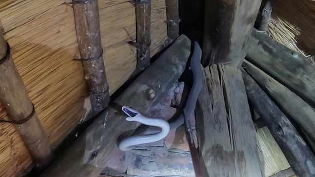 Black mamba rescued from thatched roof at KZN game reserve