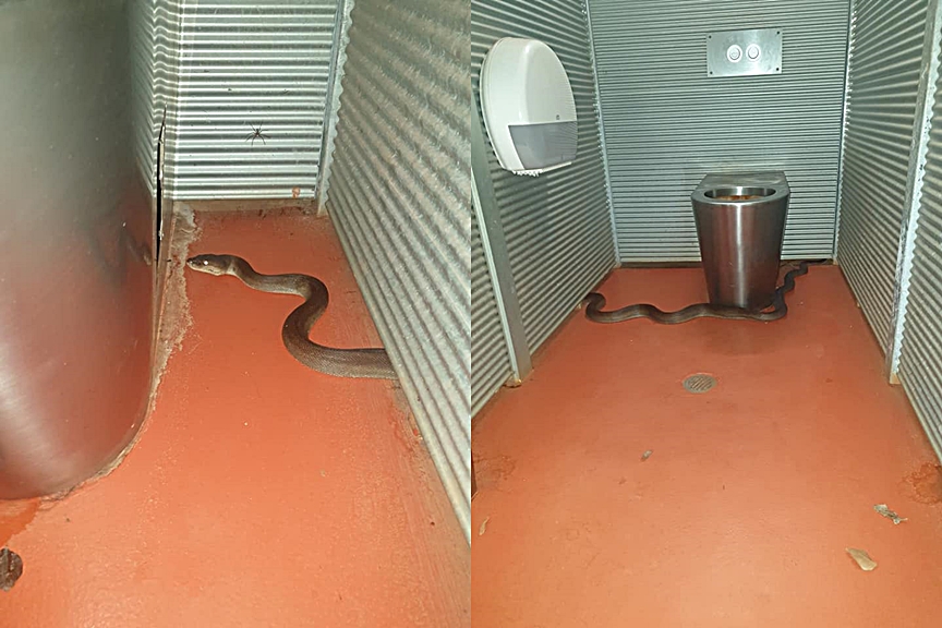 olive python