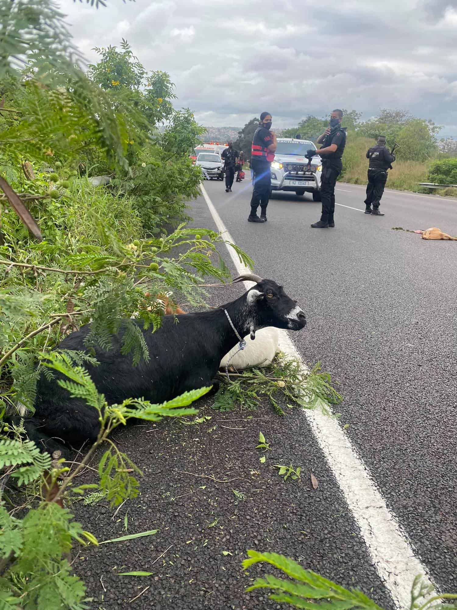 Goats responsible for 3-car collision in Durban