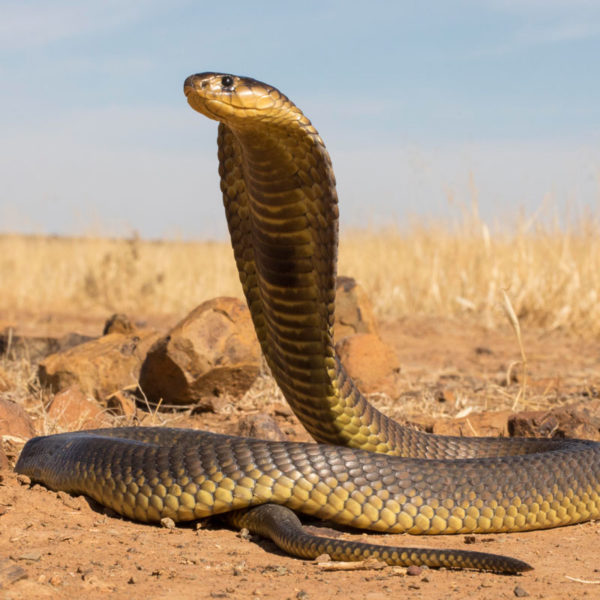 snouted cobra