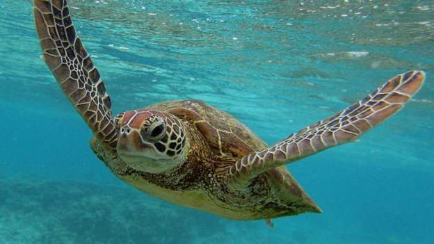 turtle