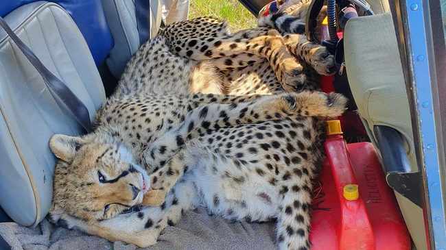 An adult cheetah died tragically after being trapped in a snare inside a KwaZulu-Natal Game Reserve