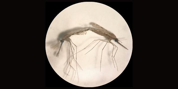 Mosquitoes
