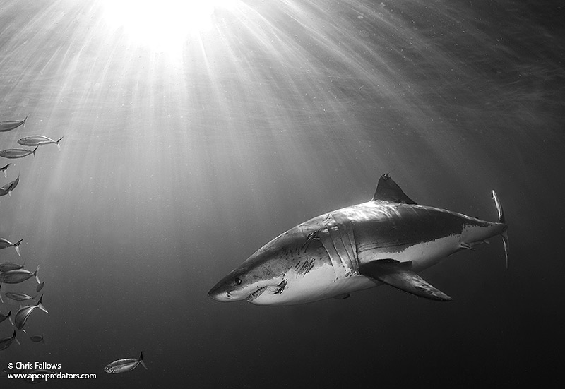 Photographing Marine Wildlife I Cape Town I South Africa