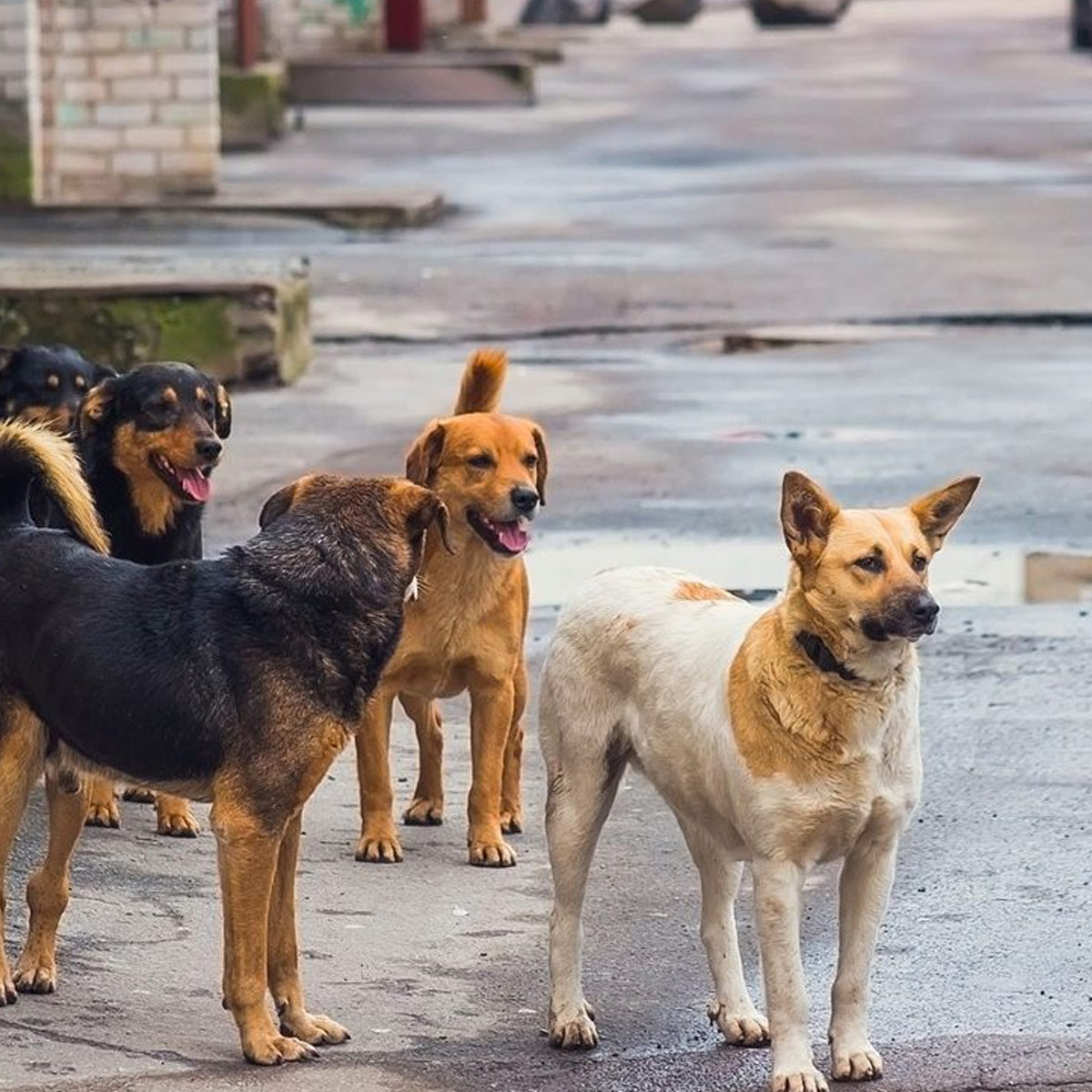homeless pets