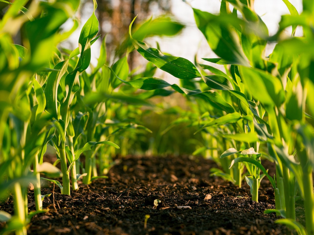 Agriculture