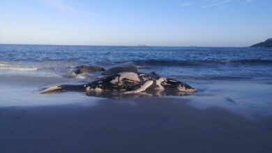 City of Cape Town advises visitors to avoid Clifton beaches after whale carcass washes ashore
